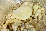 Fossil Crab (Potamon) Preserved in Travertine - Turkey #146289-5